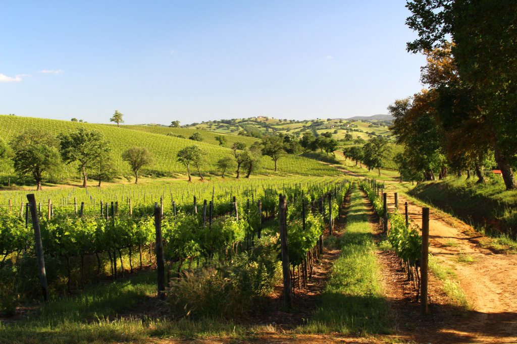 Una vista de la Toscana rural mirando lo que parecen enredaderas que crecen en filas organizadas.  A lo lejos vemos colinas onduladas.  La escena es muy exuberante y primaveral en lugar de un verano caluroso